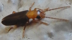 Xanthochroina bicolor