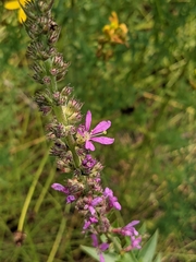 Lythrum salicaria