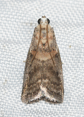 Acrobasis palliolella