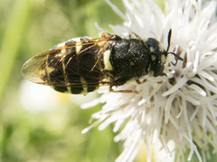Stratiomys badia