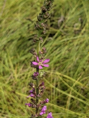 Lythrum salicaria