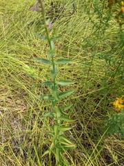 Lythrum salicaria