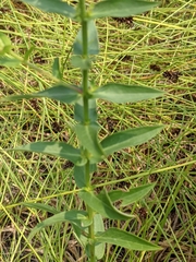 Lythrum salicaria