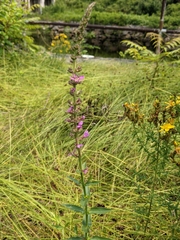 Lythrum salicaria