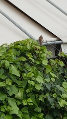 Passer domesticus
