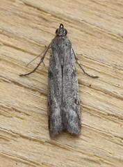 Homoeosoma stypticella