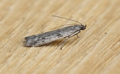 Homoeosoma stypticella