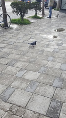 Columba livia domestica