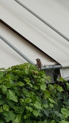 Passer domesticus
