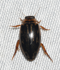 Coptotomus longulus