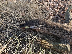 Varanus panoptes rubidus