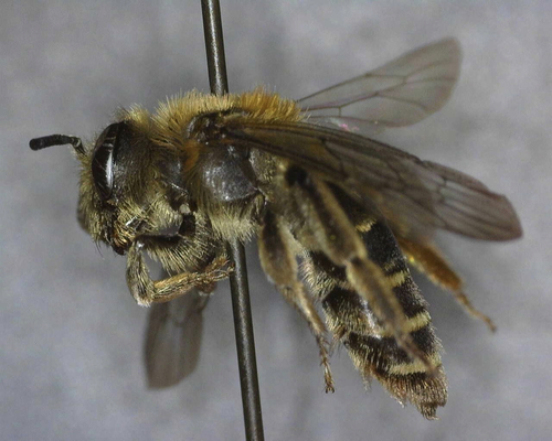 iNaturalist observation photo of Mining Bees