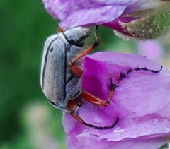 Macrodactylus mexicanus
