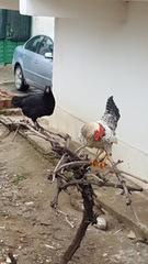 Gallus gallus domesticus