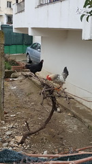 Gallus gallus domesticus