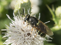Stratiomys badia