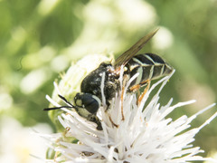 Stratiomys badia