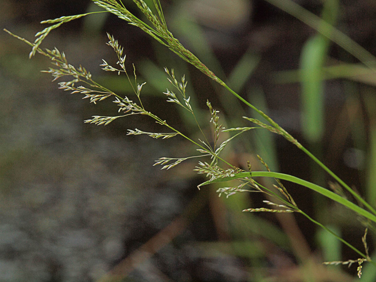 Agrostis oregonensis
