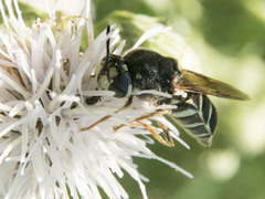 Stratiomys badia