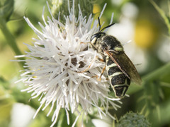 Stratiomys badia