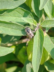 Anthophila