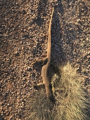 Varanus panoptes rubidus