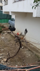Gallus gallus domesticus