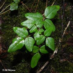 Boquila trifoliolata