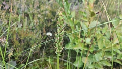 Dactylorhiza maculata maculata