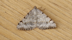 Digrammia denticulata