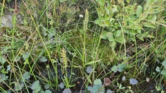 Dactylorhiza maculata maculata