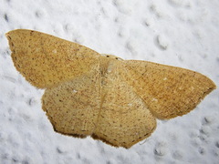 Cyclophora ruficiliaria