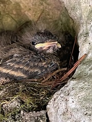 Passer domesticus domesticus