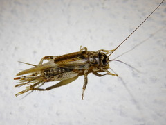 Eumodicogryllus