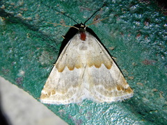 Eublemma amoena
