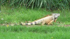 Iguana iguana