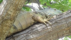 Iguana iguana