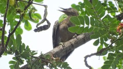 Melanerpes uropygialis