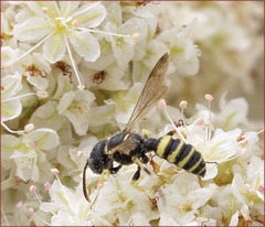 Eucerceris flavocincta