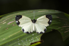 Nymphidium leucosia
