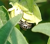 Anthophila