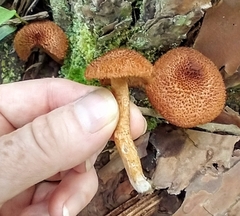 Tricholomopsis formosa