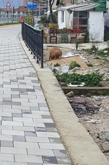 Canis familiaris