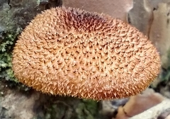 Tricholomopsis formosa