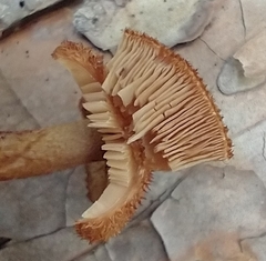 Tricholomopsis formosa