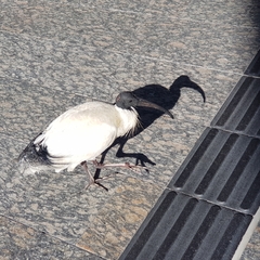Threskiornis molucca