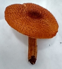 Tricholomopsis formosa