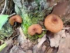 Tricholomopsis formosa