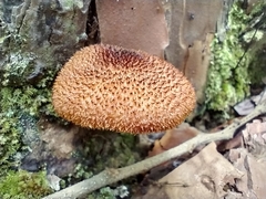 Tricholomopsis formosa