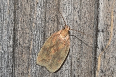 Agonopterix robiniella